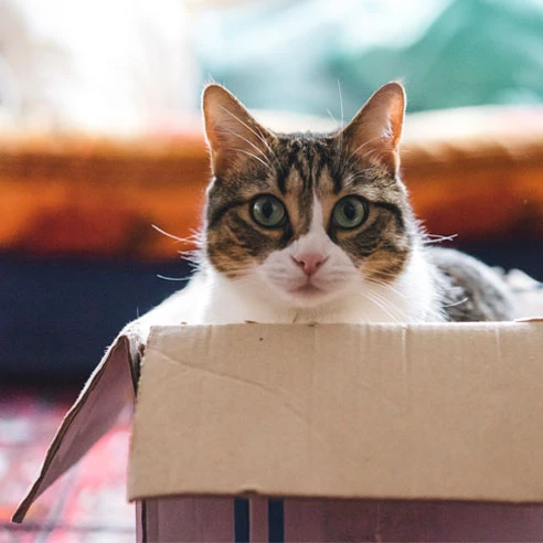 Katze spielt mit Boxen und Spielzeug